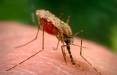 زنگ خطر مالاریا در سیستان و بلوچستان, مالاریا