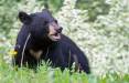 نخستین عکس خرس سیاه آسیایی,ر شهرستان حاجی آبا