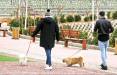 مشاغل عجیب در ایران,سگ گردانی