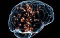 مغز,اثرگذاری مصرف استروئیدها بر ساختار مغز