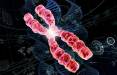 افزایش طول عمر,کشف ساختار جدیدی در لایه محافظتی ژنتیکی برای طول عمر