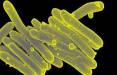 باکتری,استفاده از ویروس‌های باکتری‌خوار برای درمان عفونت ریه