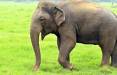 فیل,مرگ صاحب فیل در تایلند