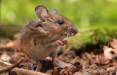 موش,تولید نخستین موش کاملا مهندسی شده جهان در چین