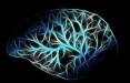 کشف راه ارتباطی جدید میان مغز و سلول‌های چربی,مغز
