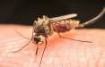 بیماری مالاریا,استان سیستان وبلوچستان