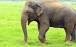 فیل,مرگ صاحب فیل در تایلند
