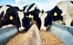 صادرات دام,درخواست برای افزایش قیمت شیر و گوشت