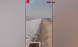 فیلم/ فاجعه عجیب و تلخ مرگ صدها هزار ماهی در ماهشهر