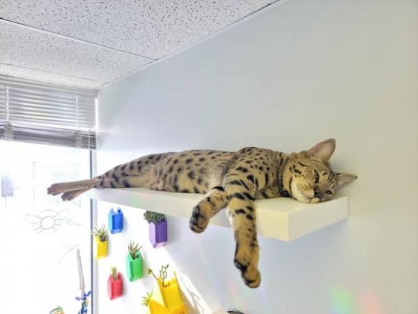 گربه,قدبلندترین گربه خانگی جهان