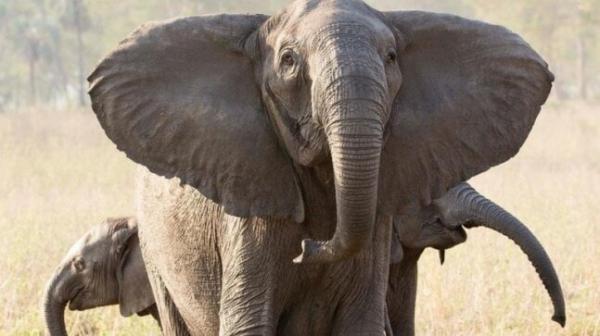 فیل,فسیل فیل ۱۲هزار ساله