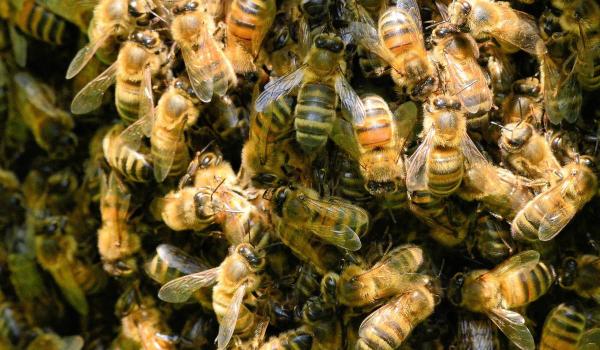 زنبور,لانه کردن بیش از ۶ هزار زنبور در دیوارهای یک خانه‌ مسکونی