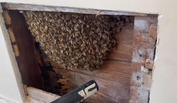 زنبور,لانه کردن بیش از ۶ هزار زنبور در دیوارهای یک خانه‌ مسکونی