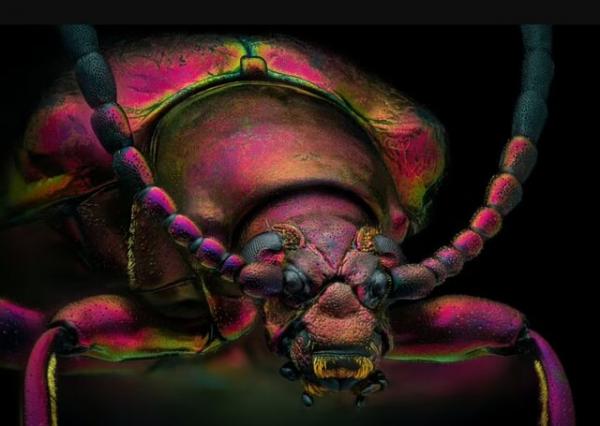 مورچه,تصویر ترسناک مورچه
