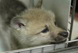 گرگ,متولد شدن نخستین گرگ شبیه سازی شده جهان در چین