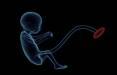 جنین,کشف راهی برای شناسایی نقایص خطرناک قلب جنین قبل از تولد