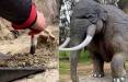 فیل,فسیل فیل ۱۲هزار ساله