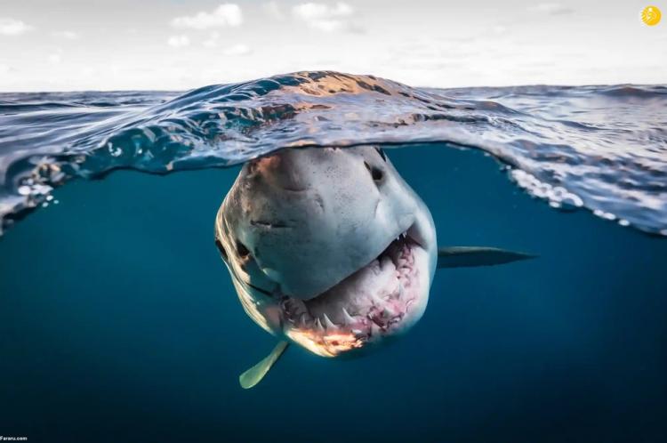 برندگان مسابقه عکاسی اقیانوس,عکس های اقیانوس 2022,تصاویری از برندگان مسابقه عکاسی اقیانوس
