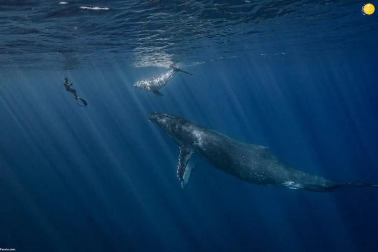 برندگان مسابقه عکاسی اقیانوس,عکس های اقیانوس 2022,تصاویری از برندگان مسابقه عکاسی اقیانوس