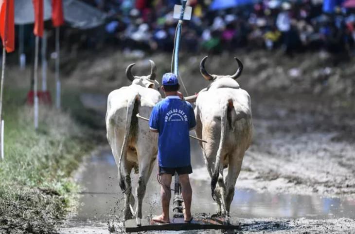 تصاویر مسابقه گاوهای شخم‌زن در ویتنام,عکس گاوهای شخم زن,تصاویری از گاوهای شخم زن در ویتنام