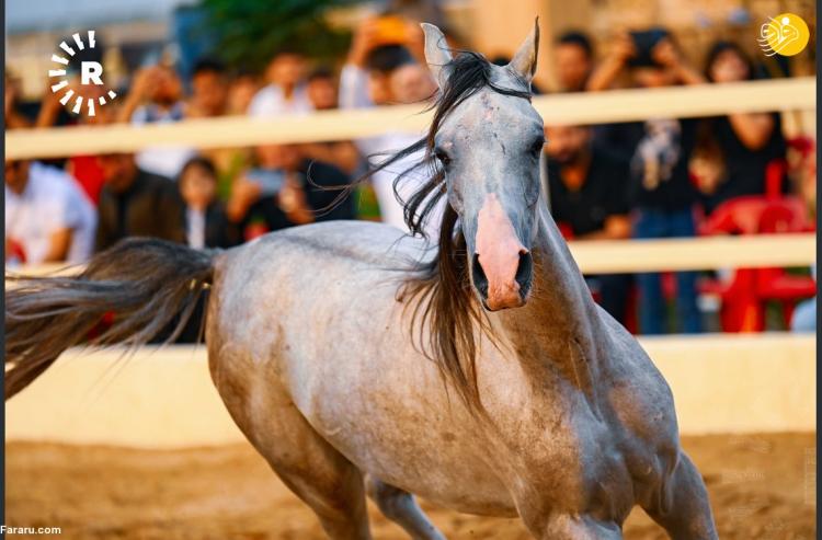 تصاویر نمایش اسب‌های اصیل عرب در کردستان عراق,عکس های اسب در کردستان عراق,تصاویری از اسب های کردستان عراق