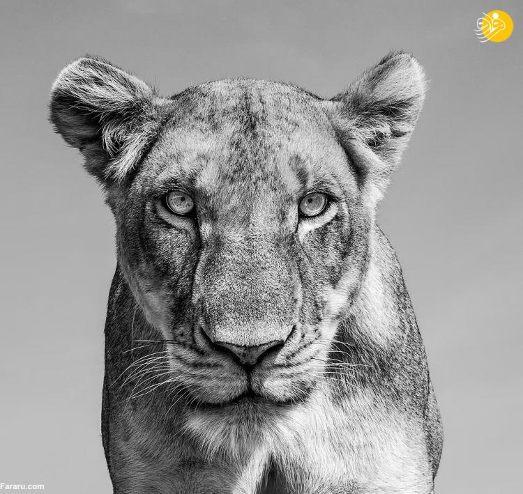 پرتره‌های نفس‌گیر از وحشی‌ترین شکارچیان آفریقا,تصاویر حیات وحش کنیا,تصاویر حیات وحش تانزانیا