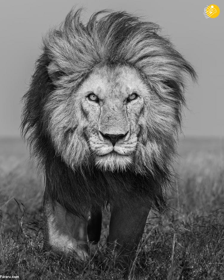 پرتره‌های نفس‌گیر از وحشی‌ترین شکارچیان آفریقا,تصاویر حیات وحش کنیا,تصاویر حیات وحش تانزانیا