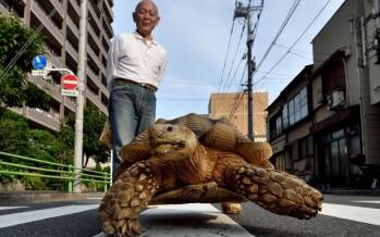 پیاده‌روی یک پیرمرد با حیوان غول‌پیکرش,حیوان غول پیکر یک پیرمرد ژاپنی