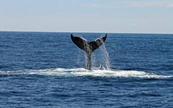 نهنگ,افشای راز آسیب ندیدن مغز نهنگ‌ها