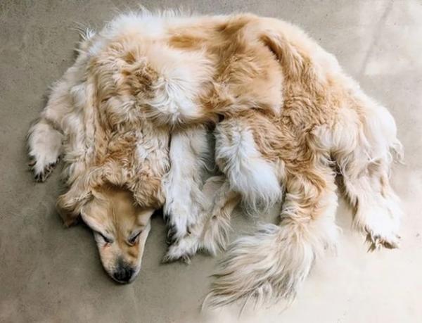 سگ مُرده,درست کردن قالیچه از سگ مُرده