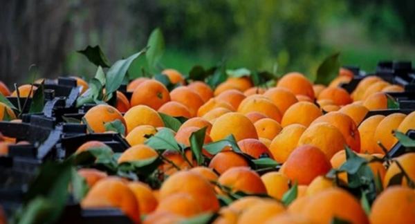 پرتغال,عرضه پرتقال‌های آلوده با نرخ‌های نجومی