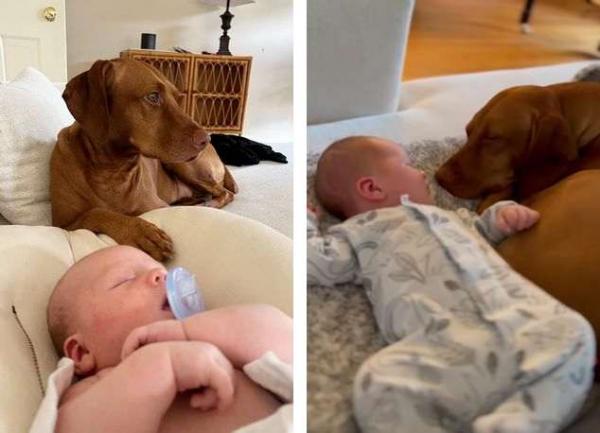 سگ,واکنش جالب سگ خانواده به دیدن نوزاد ۳روزه