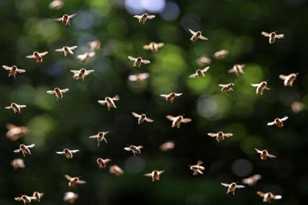 زنبور,تغییر شرایط آب و هوایی با ازدحام دسته‌های انبوه از زنبورها