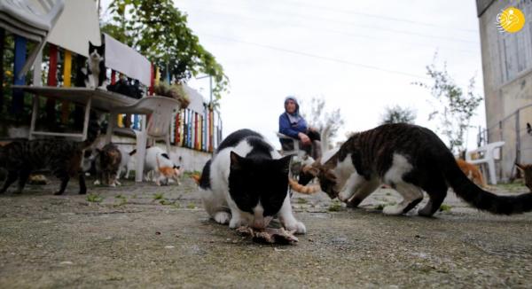 گربه,100 گربه یک زن در ترکیه