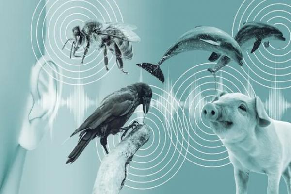 تحقق رویای صحبت کردن انسان با حیوان,ارتباط با حیوانات از طریق هوش مصنوعی