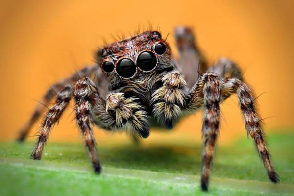 عنکبوت های جهنده,شناسایی برخی قابلیت های مهره داران در عنکبوت های جهنده