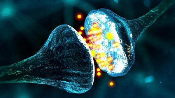 مغز مغز,یادگیری مغز