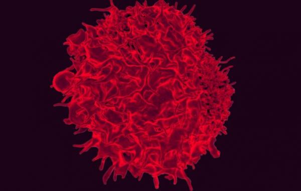 واکسن سرطان واکسن سرطان,واکسنSNAPvax