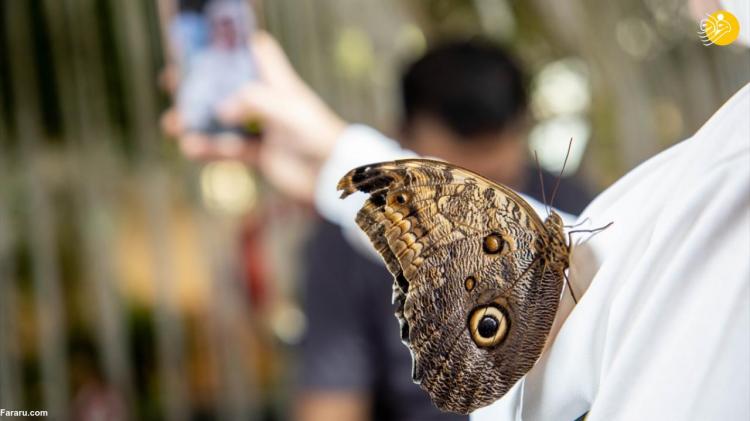 تصاویر باغ پروانه‌های دبی,عکس های باغ پروانه‌های دبی,تصاویری از باغ پروانه‌ها در دبی