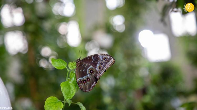 تصاویر باغ پروانه‌های دبی,عکس های باغ پروانه‌های دبی,تصاویری از باغ پروانه‌ها در دبی