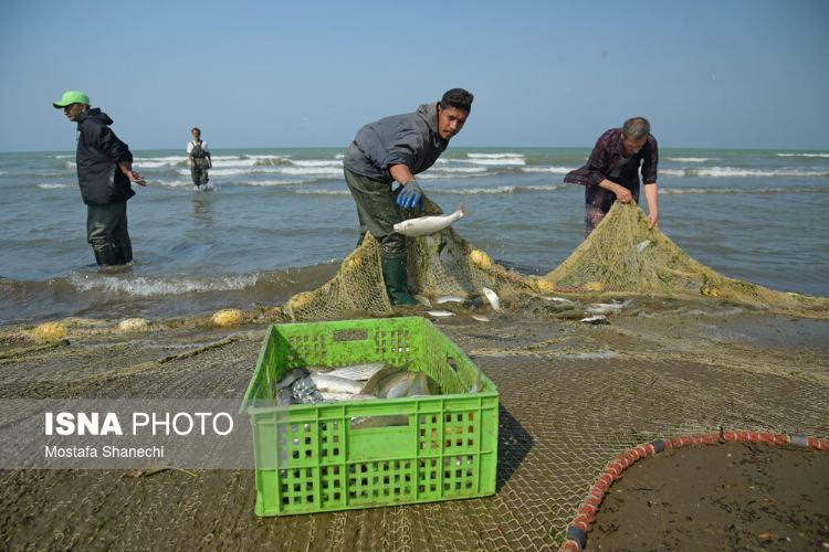 تصاویر صید ماهی در مازندران,عکس های صید ماهی در مازندران,تصاویری از صید ماهی در مازندران