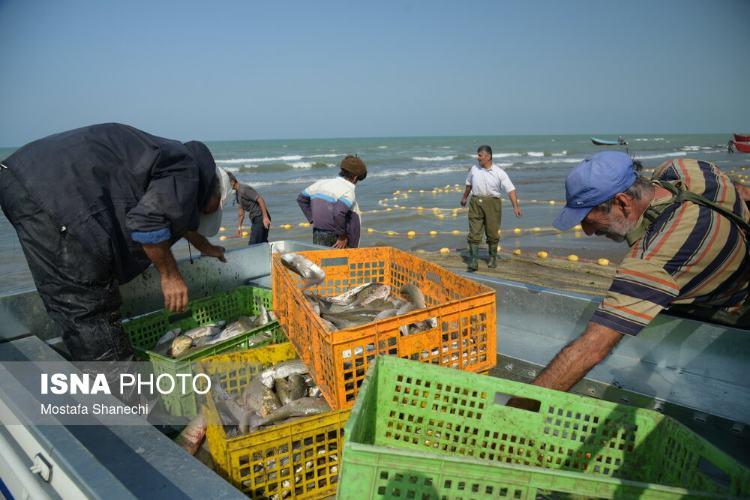 تصاویر صید ماهی در مازندران,عکس های صید ماهی در مازندران,تصاویری از صید ماهی در مازندران