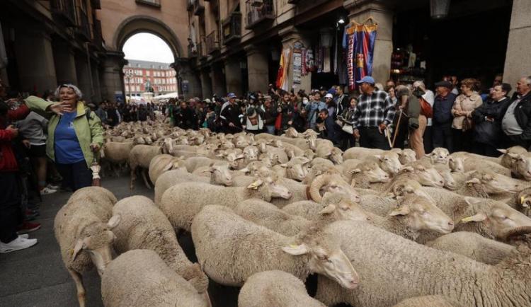 تصاویر جشنواره سالانه مهاجرت دام در مادرید اسپانیا,عکس های جشنواره مهاجرت دام در اسپانیا,تصاویری از گوسفندان در خیابان های مادرید