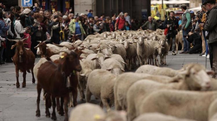 تصاویر جشنواره سالانه مهاجرت دام در مادرید اسپانیا,عکس های جشنواره مهاجرت دام در اسپانیا,تصاویری از گوسفندان در خیابان های مادرید