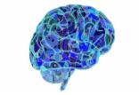 مغز,افشای راز عملکرد یکی از نواحی مهم مغز