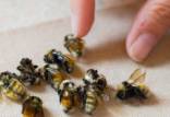 زنبور,کشف پنج گونه زنبور عسل در قطب شمال