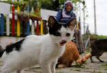 گربه,100 گربه یک زن در ترکیه