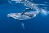 نهنگ,جذب روزانه ۱۰ میلیون قطعه میکروپلاستیک توسط نهنگ‌ها