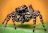 عنکبوت های جهنده,شناسایی برخی قابلیت های مهره داران در عنکبوت های جهنده