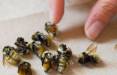زنبور,کشف پنج گونه زنبور عسل در قطب شمال